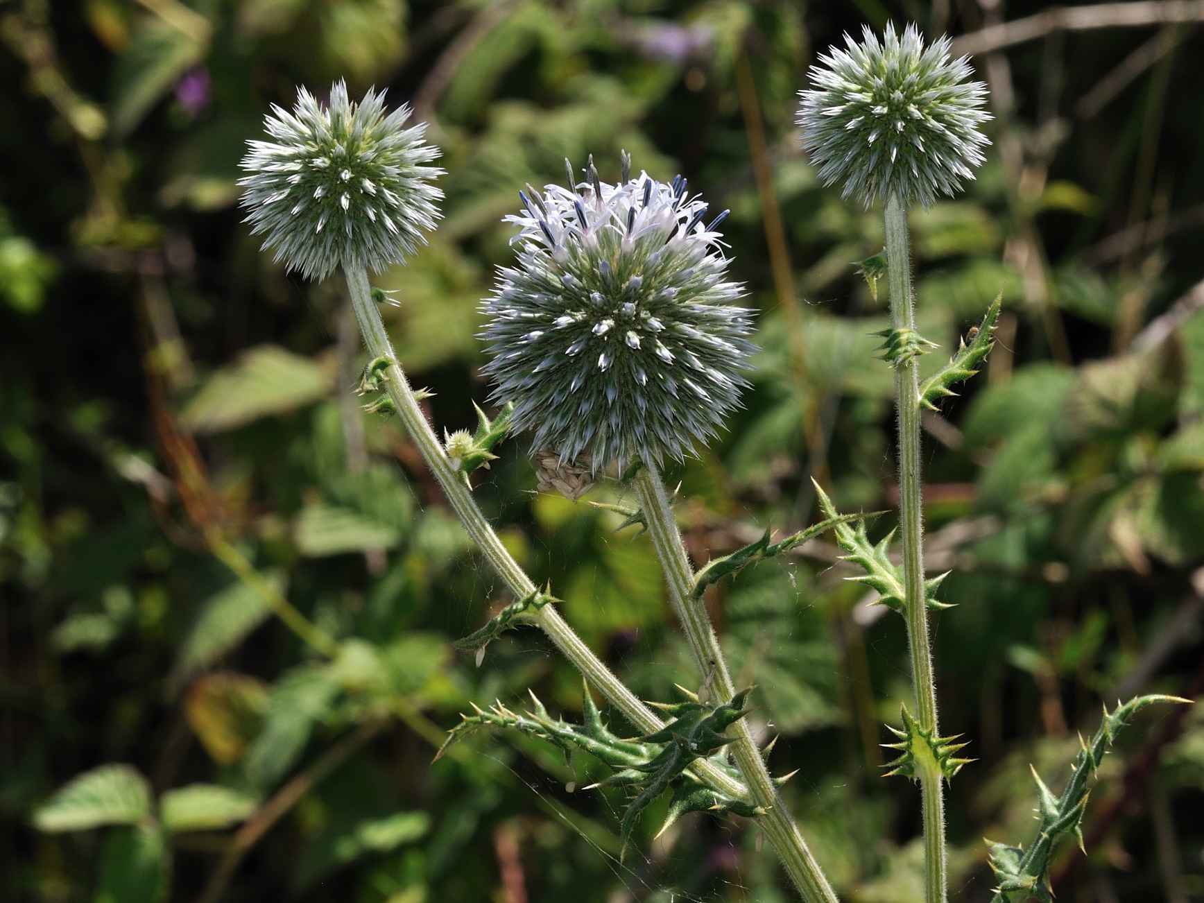 Echinops sphaerocephalus